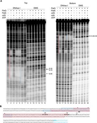 FleQ, FleN and c-di-GMP coordinately regulate cellulose production in Pseudomonas syringae pv. tomato DC3000